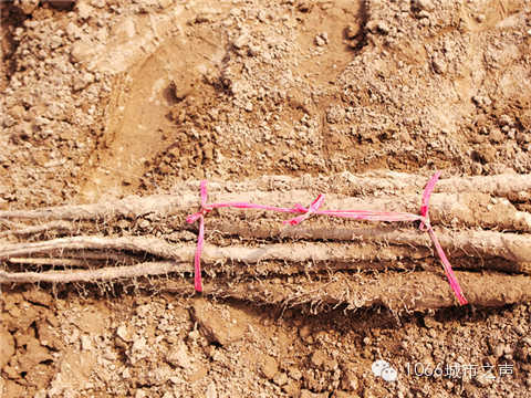 工人們挖好的山藥，整齊地躺在田地上