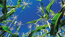 玉米割苗能增產(chǎn)20%～30%？不靠譜！