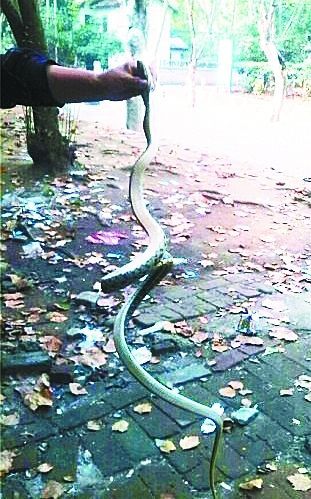 圖為男子抓住的大蛇 圖為男子抓住的大蛇