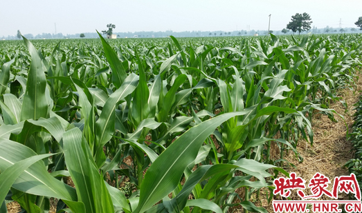 種植其他品種的玉米苗枝粗葉大，郁郁蔥蔥
