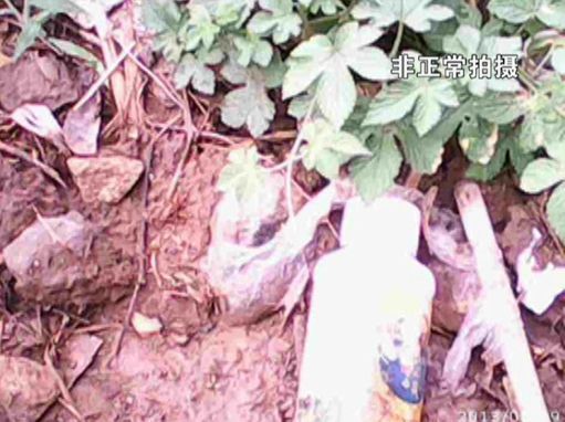 大棚蔬菜園區(qū)里到處丟棄著農(nóng)藥廢物。