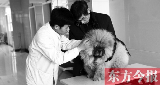 在一家大型寵物醫(yī)院里，生病的狗狗正在接受治療