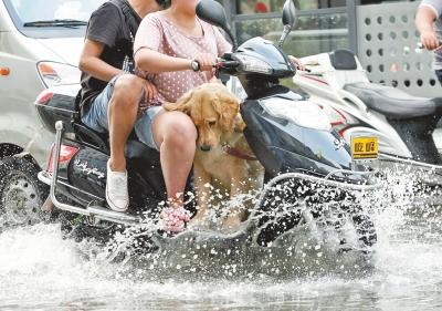 電動(dòng)車(chē)上帶寵物危險(xiǎn)重重