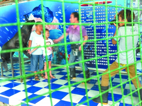 海獅就這樣被飼養(yǎng)員和攝影師擺弄，稍不聽話就會遭到毒打。