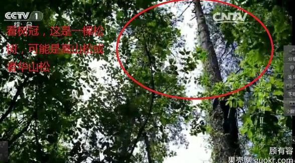 專家揭《舌尖2》爬樹(shù)造假 總導(dǎo)演暫不回應(yīng) 專家揭《舌尖2》爬樹(shù)造假 總導(dǎo)演暫不回應(yīng)