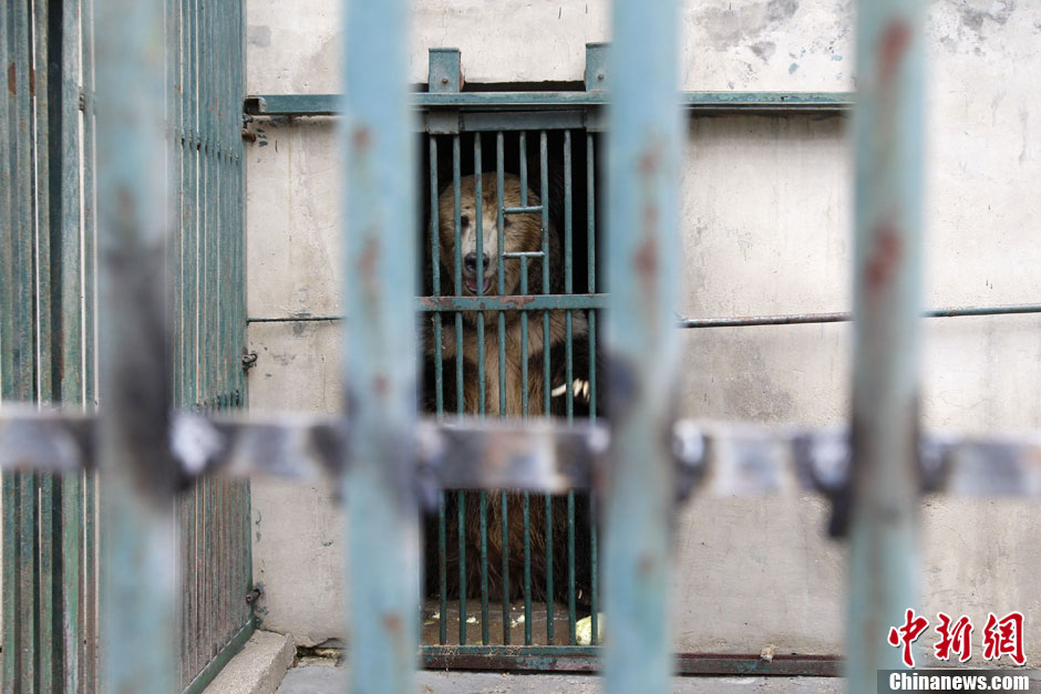 6月19日，河南鄭州，新密市動(dòng)物園咬死飼養(yǎng)員的肇事棕熊被暫押在鄭州動(dòng)物園內(nèi)，該熊“臥室”周圍被三重鋼