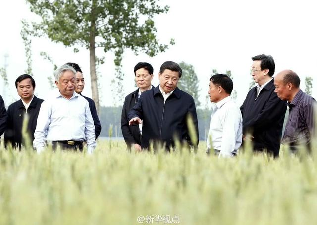 習(xí)近平走進(jìn)糧田,看麥穗灌漿,問農(nóng)田建設(shè)。