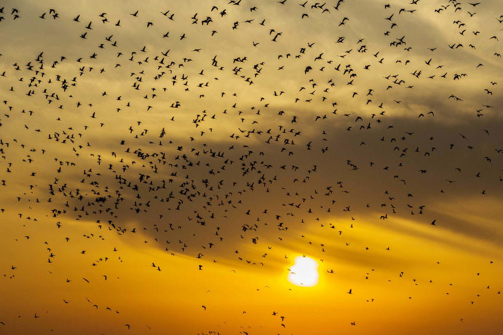 江蘇省連云港市贛榆區(qū)上空出現(xiàn)火燒云景觀，成群海鳥迎著霞光在天空中翩躚起舞，場面蔚為壯觀。