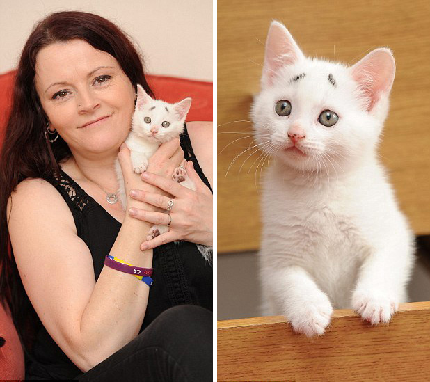 英國“焦慮貓”長“八字眉” 爆紅網(wǎng)絡