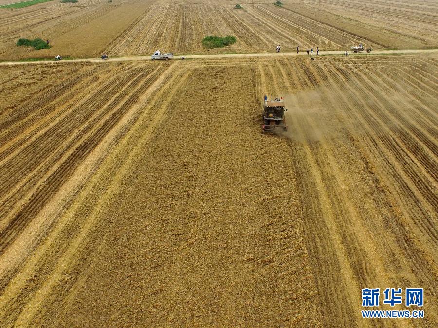 這是5月28日在河南省南陽市唐河縣甘河灣村航拍的麥收現(xiàn)場。