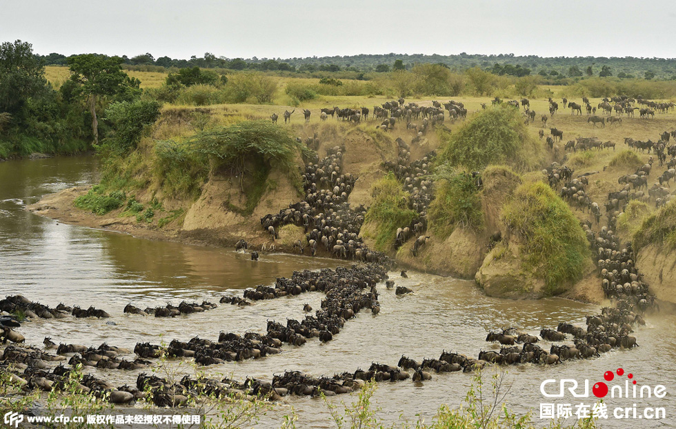 當(dāng)?shù)貢r(shí)間2015年9月4日，肯尼亞馬賽馬拉，角馬大遷徙。
