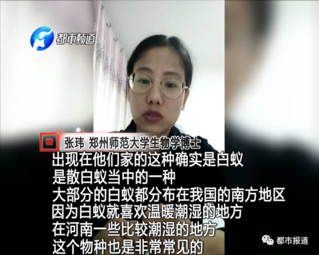 蟻?zhàn)宕筌娙肭?！十幾萬裝修的新家被“吃掉”