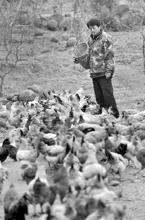 林志坤辭職后在溧水一座山頭開了一片地，每天種菜、喂雞 現(xiàn)代快報(bào)記者 施向輝 攝