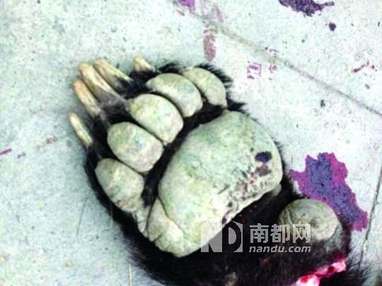 牧民捕獲棕熊送交警方后死亡并被剝皮(圖) 牧民捕獲棕熊送交警方后死亡并被剝皮(圖)