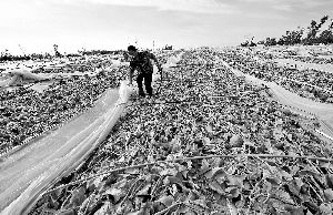 12日，工人在海南省樂東縣佛羅鎮(zhèn)清理被臺風(fēng)刮爛的哈密瓜薄膜架子。 新華社發(fā)