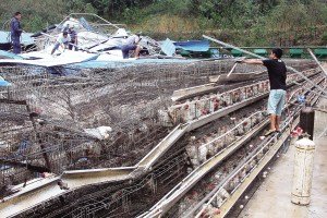 11月13日，位于三亞市吉陽鎮(zhèn)的三亞市菜籃子蛋雞基地，工人們正在搶修雞舍設(shè)施。