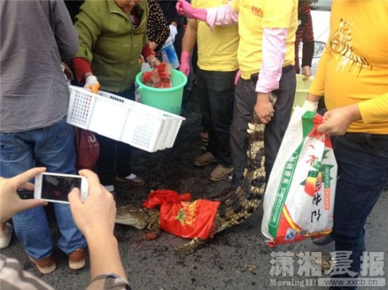 鱷魚被車主抓到。