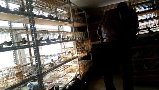 哈爾濱市雙城區(qū)集市上，一家沒(méi)有招牌的平房里擺滿了各種野鳥(niǎo)等待出售。