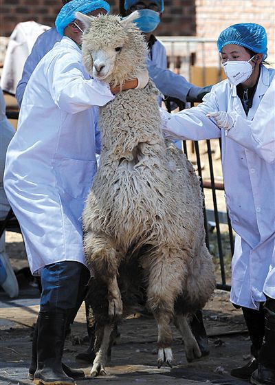 好強(qiáng)壯！我真的不是虛胖，兩三個(gè)人別想控制我。