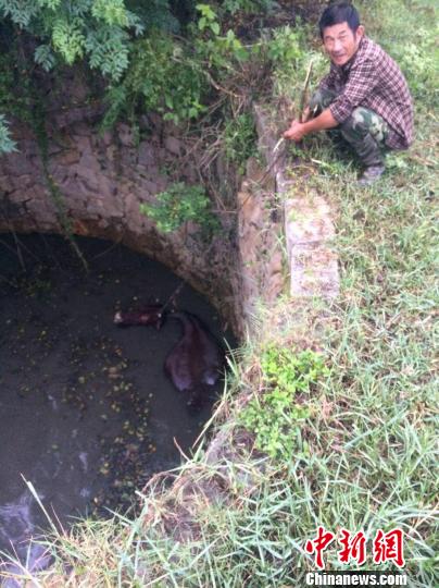 圖為大水牛掉進(jìn)13米深坑，民警消防灌水施救。