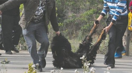 雙流鳳凰村兩只巨型藏獒襲擊村民，民警用手槍將其當(dāng)場擊斃