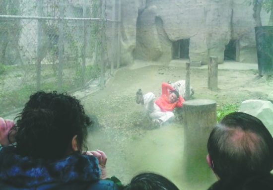 昨日，成都動物園，男子進入白虎活動區(qū)后被白虎拖行。動物園出動50多人成功營救下他