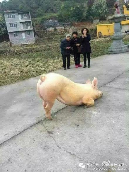 一頭豬跑到寺院跪拜引圍觀 警察點(diǎn)破稱(chēng)實(shí)為有病 一頭豬跑到寺院跪拜引圍觀 警察點(diǎn)破稱(chēng)實(shí)為有病