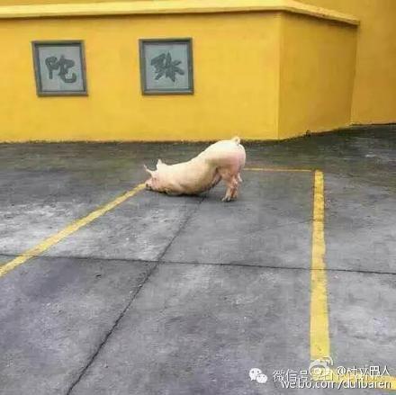 一頭豬跑到寺院跪拜引圍觀 警察點(diǎn)破稱(chēng)實(shí)為有病 一頭豬跑到寺院跪拜引圍觀 警察點(diǎn)破稱(chēng)實(shí)為有病
