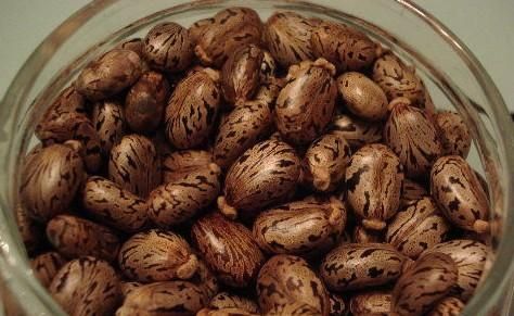 蓖麻子中含蓖麻毒蛋白及蓖麻堿，特別是前者，會引起中毒。網(wǎng)絡截圖