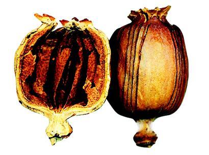 涉嫌生產(chǎn)銷售有害食品罪成都一中餐館廚師被批捕 涉嫌生產(chǎn)銷售有害食品罪成都一中餐館廚師被批捕