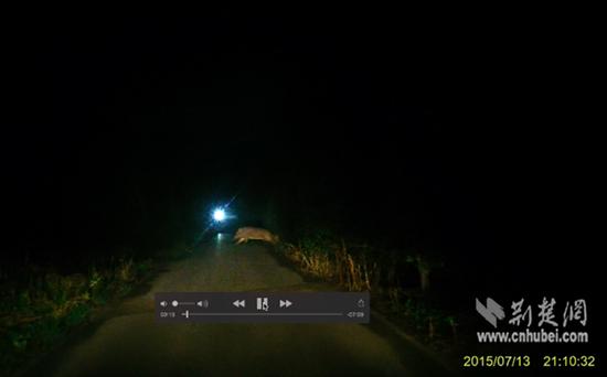 武漢情侶夜游公園偶遇野豬 行車記錄儀記下野豬身影 武漢情侶夜游公園偶遇野豬 行車記錄儀記下野豬身影