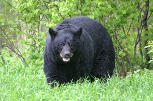 美國野熊深夜闖入民宅將鍋內(nèi)中餐一掃而光 美國野熊深夜闖入民宅將鍋內(nèi)中餐一掃而光