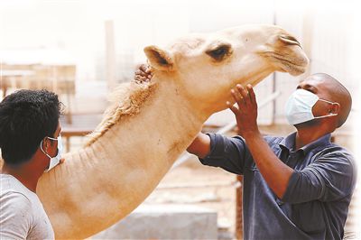 5月12日，印度工人在沙特利雅得外的一家農(nóng)場與駱駝接觸時戴著口罩