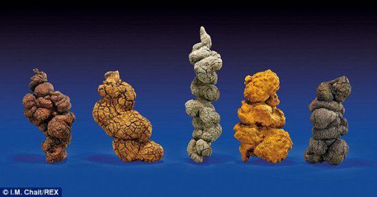 古時(shí)海龜五份糞便樣本也將拍賣。