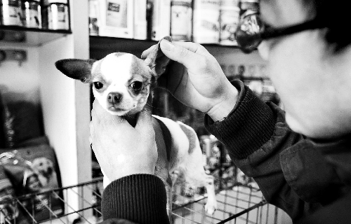 鄭州：A級寵物美容師年入可達(dá)15萬