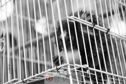 “不要盯著俺看，俺害羞……”（設(shè)計(jì)臺(tái)詞）