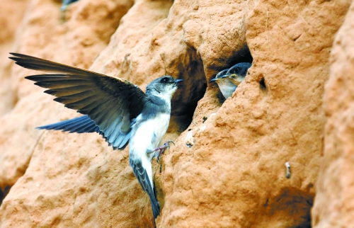 　曾經(jīng)，那些在工地上的巢穴待哺的小沙燕