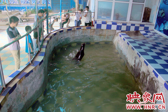 圖為游客在護(hù)欄網(wǎng)外面，觀看海獅的表演。