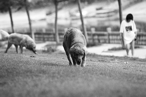 　喜歡養(yǎng)大狗狗的朋友，要抓緊給愛犬在郊外安個(gè)家哦！