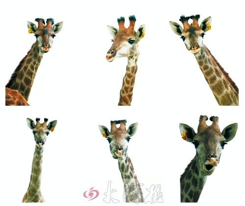 不是我們“高高在上”，只是個子太高就看看臉吧！