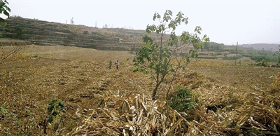 因干旱，農(nóng)田閑置尚未播種小麥