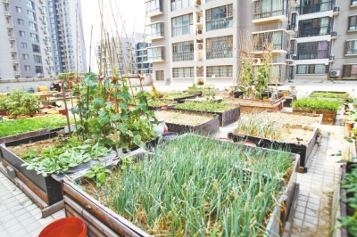  小區(qū)3層商鋪的樓頂是個(gè)大平臺，個(gè)人圍起來的“小菜園”約有50多個(gè)。