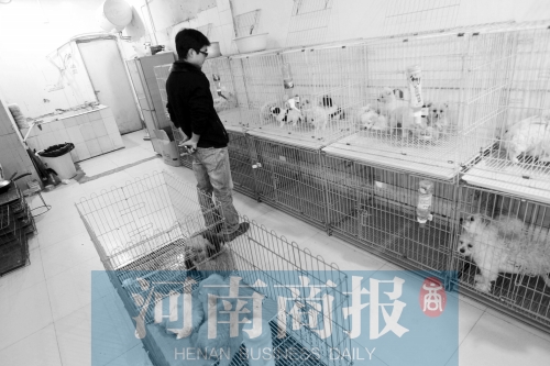 市民反映，淮河路“緣寵”寵物店曾出售疑似患病的狗