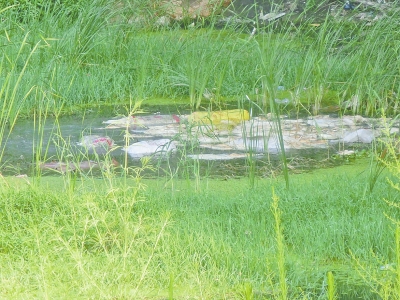 西流湖被拋入數百只死鴨 西流湖被拋入數百只死鴨