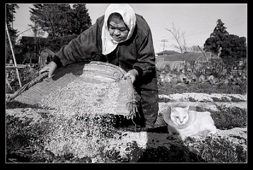 農(nóng)作 祖母與貓的溫情世界 農(nóng)作 祖母與貓的溫情世界