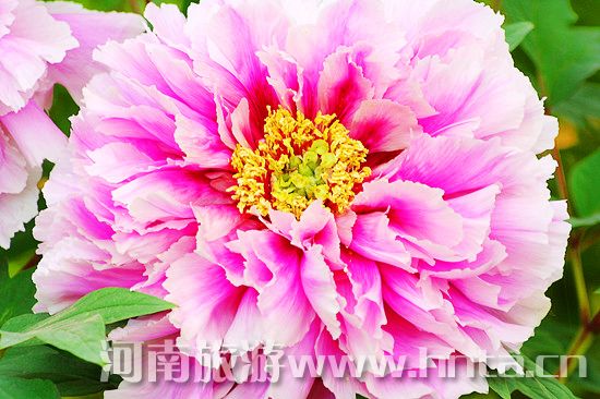 夢(mèng)回唐朝 聞香識(shí)牡丹