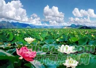 爸爸去哪兒？親密接觸荷花仙子