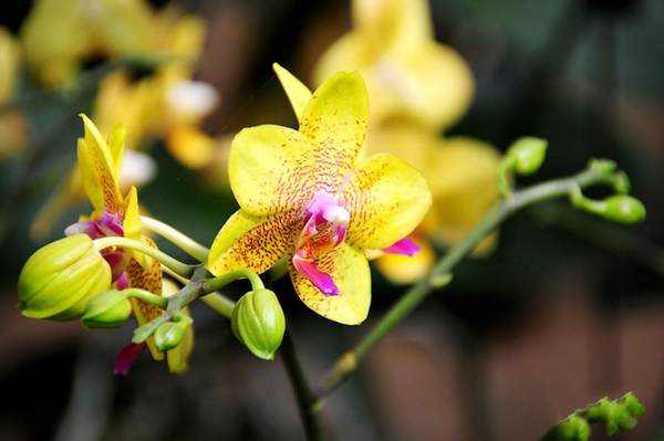 過年7天樂，老家河南春節(jié)享樂全攻略