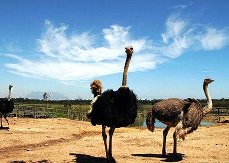 春節(jié)去哪兒？出游地圖告訴您！