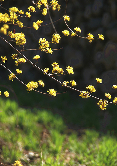有一種呼喚，叫春天里的蟒河！